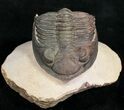 Zlichovaspis Trilobite - Foum Zguid #10525-5
